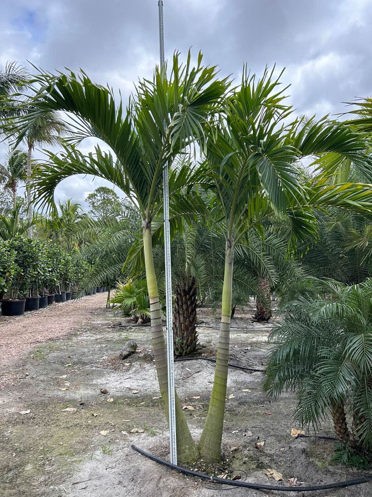 veitchia-merrillii-christmas-palm-adonidia-merrillii