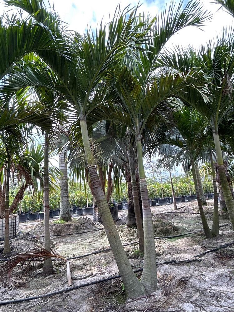 veitchia-merrillii-christmas-palm-adonidia-merrillii