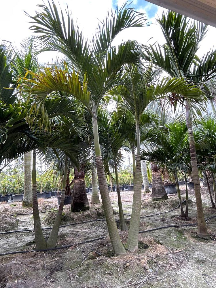 veitchia-merrillii-christmas-palm-adonidia-merrillii
