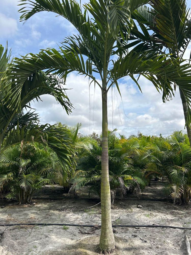 veitchia-merrillii-christmas-palm-adonidia-merrillii