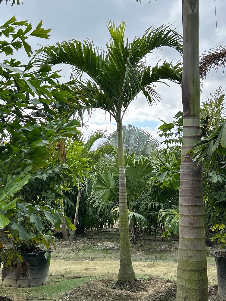 veitchia-merrillii-christmas-palm-adonidia-merrillii