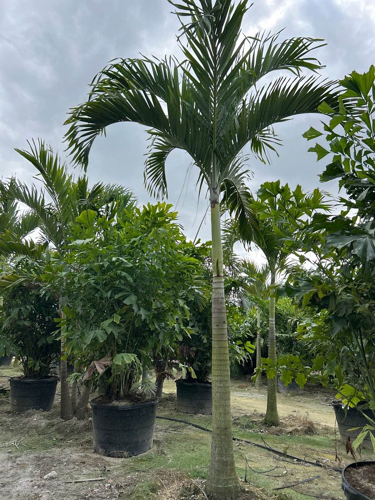 veitchia-merrillii-christmas-palm-adonidia-merrillii