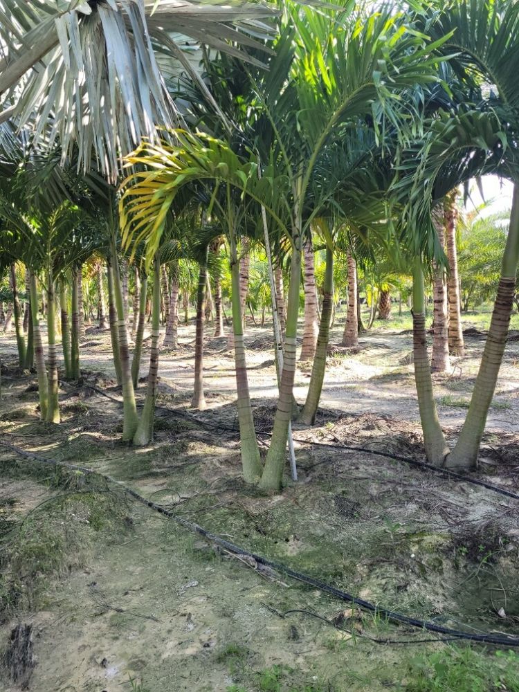 veitchia-merrillii-christmas-palm-adonidia-merrillii