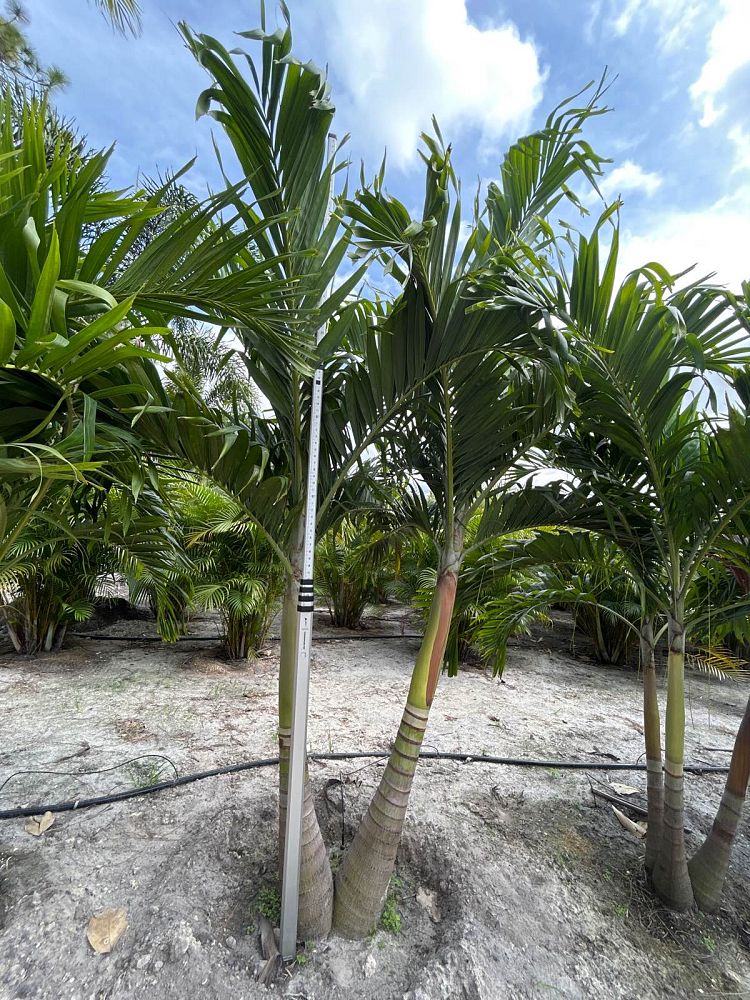 veitchia-merrillii-christmas-palm-adonidia-merrillii