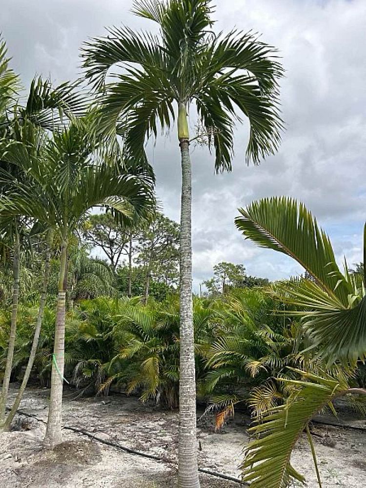 veitchia-merrillii-christmas-palm-adonidia-merrillii