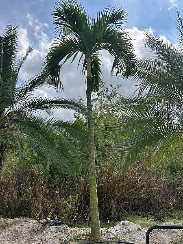 veitchia-merrillii-christmas-palm-adonidia-merrillii