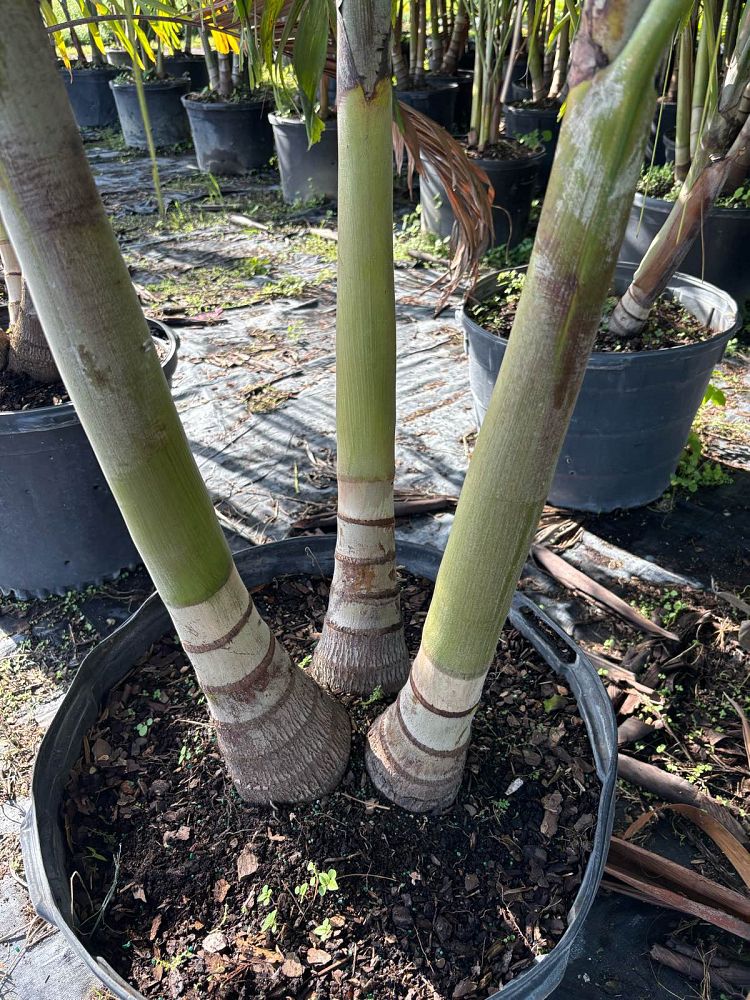 veitchia-merrillii-christmas-palm-adonidia-merrillii