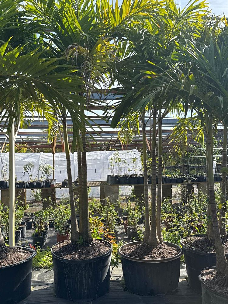 veitchia-merrillii-christmas-palm-adonidia-merrillii