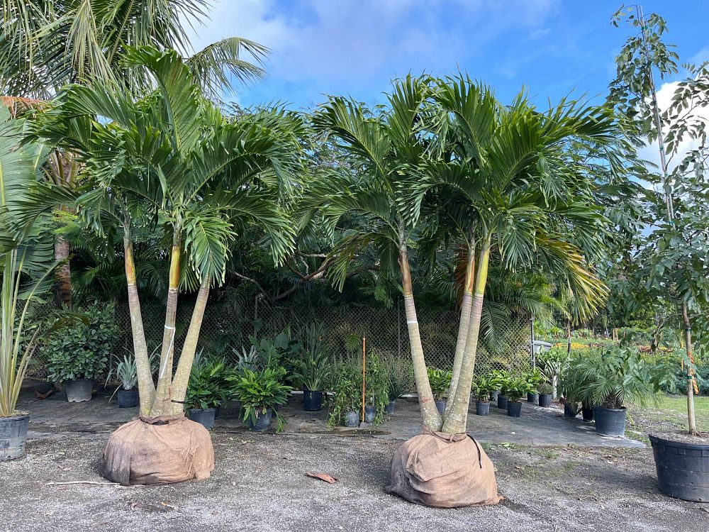 veitchia-merrillii-christmas-palm-adonidia-merrillii