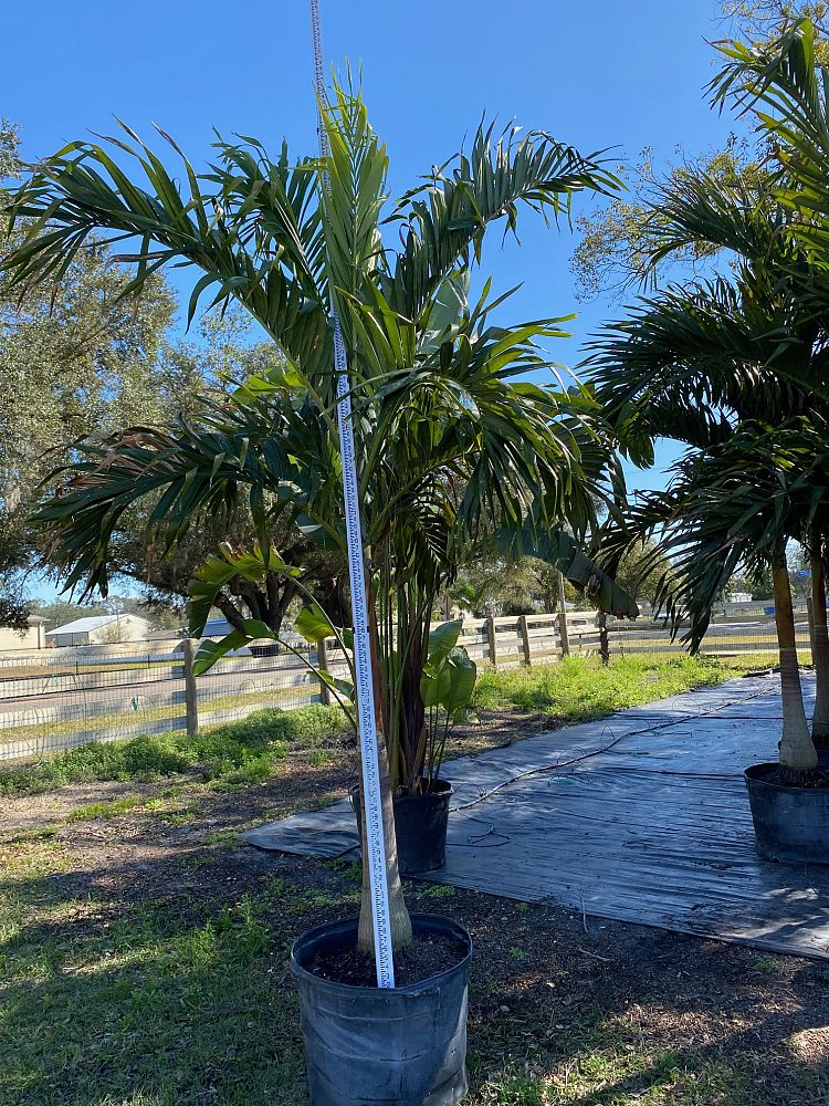 veitchia-merrillii-christmas-palm-adonidia-merrillii