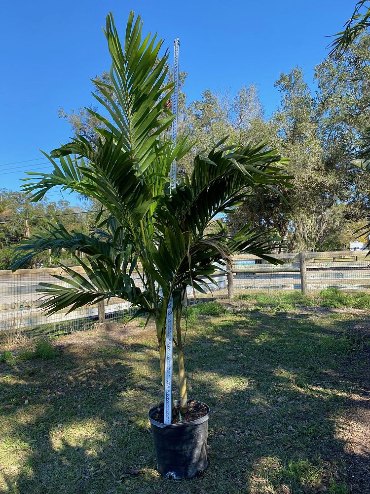 veitchia-merrillii-christmas-palm-adonidia-merrillii