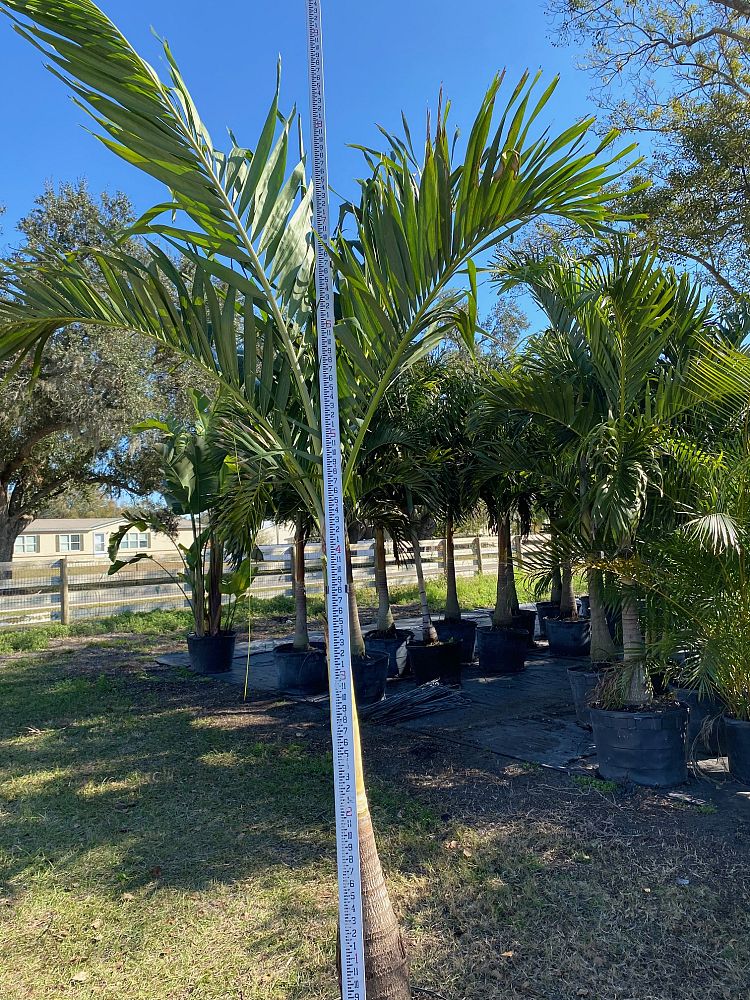 veitchia-merrillii-christmas-palm-adonidia-merrillii