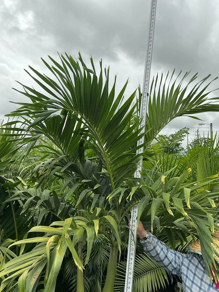 veitchia-merrillii-christmas-palm-adonidia-merrillii