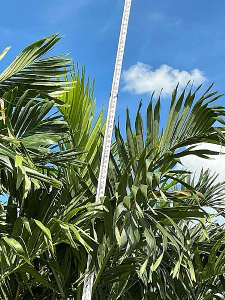 veitchia-merrillii-christmas-palm-adonidia-merrillii