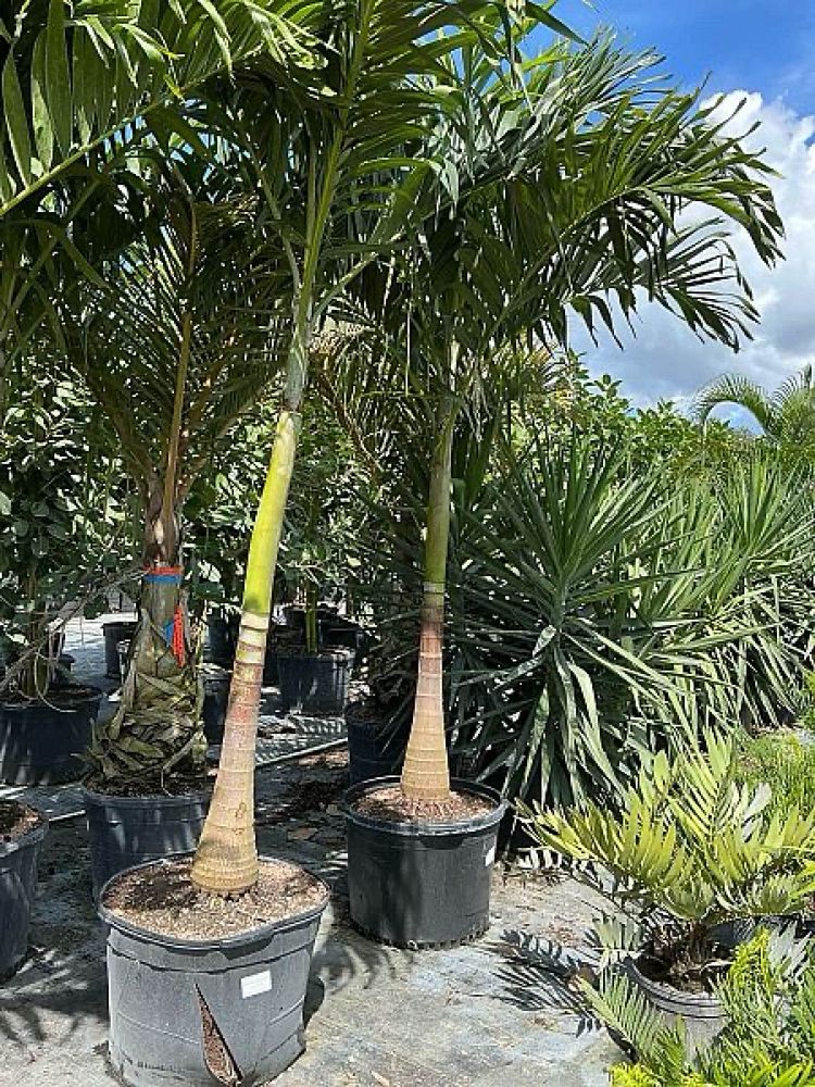 veitchia-merrillii-christmas-palm-adonidia-merrillii