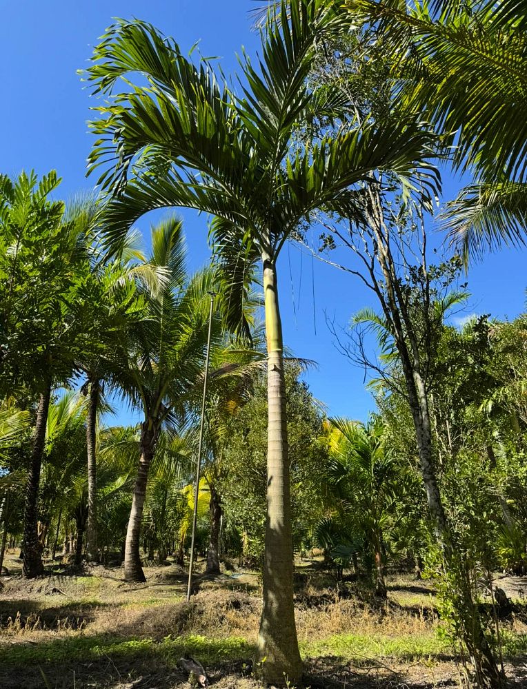 veitchia-merrillii-christmas-palm-adonidia-merrillii
