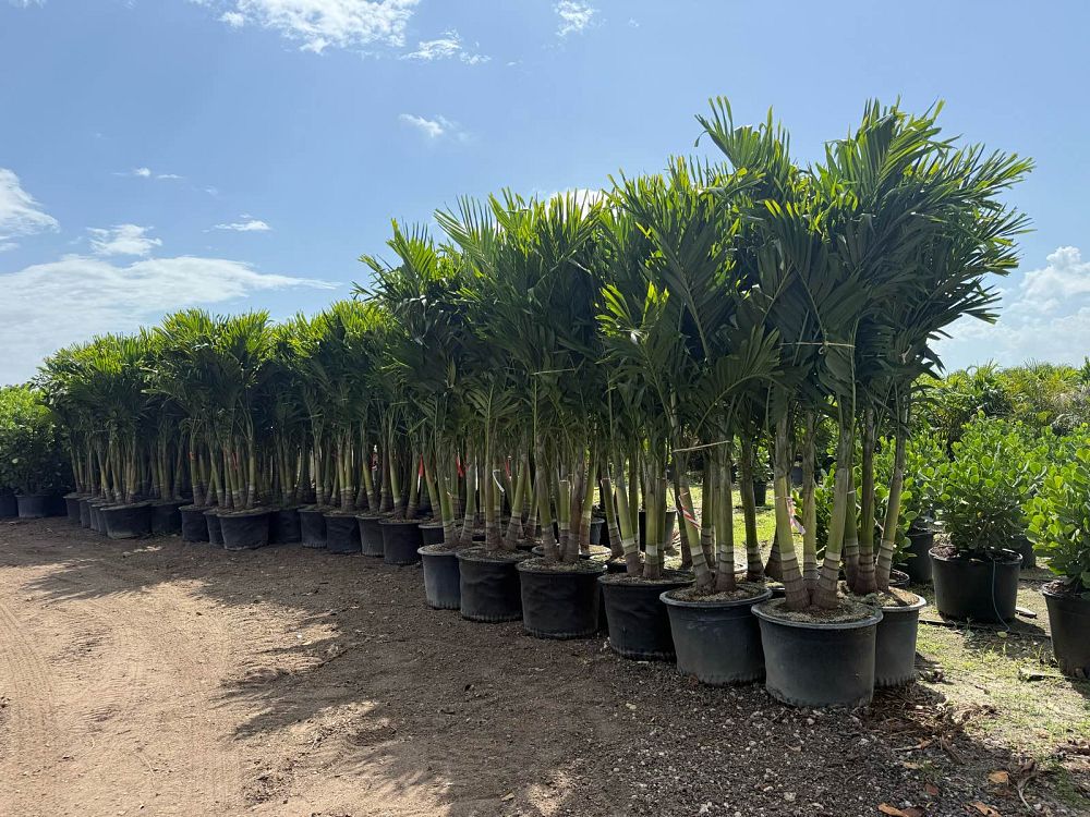 veitchia-merrillii-christmas-palm-adonidia-merrillii