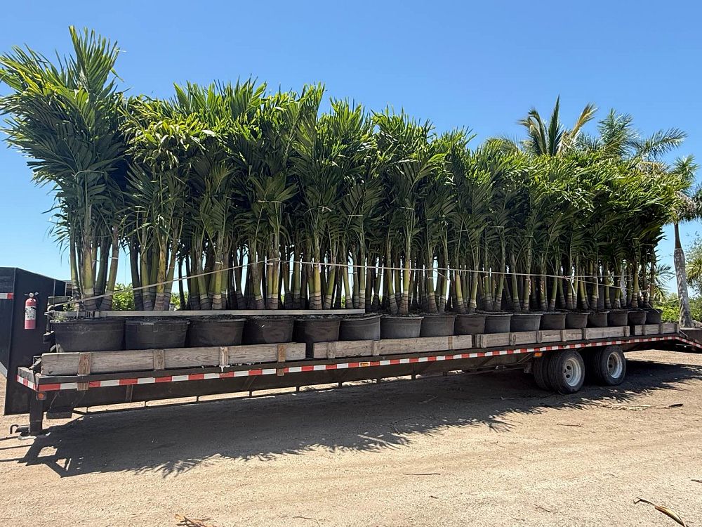 veitchia-merrillii-christmas-palm-adonidia-merrillii