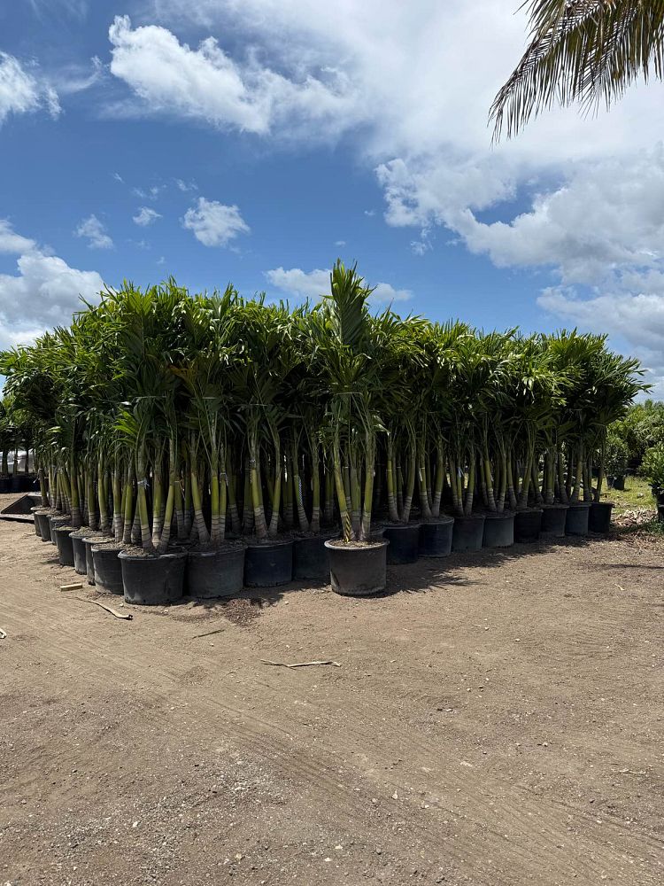 veitchia-merrillii-christmas-palm-adonidia-merrillii