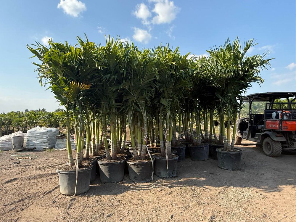 veitchia-merrillii-christmas-palm-adonidia-merrillii