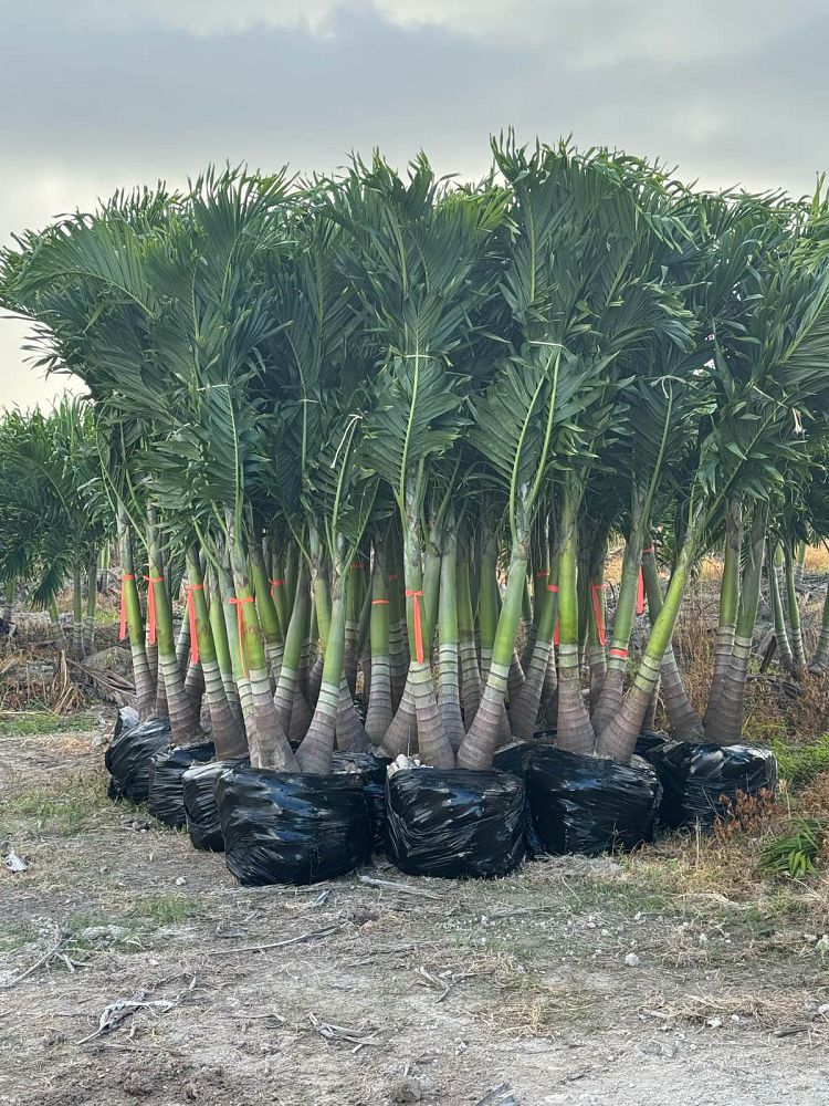 veitchia-merrillii-christmas-palm-adonidia-merrillii