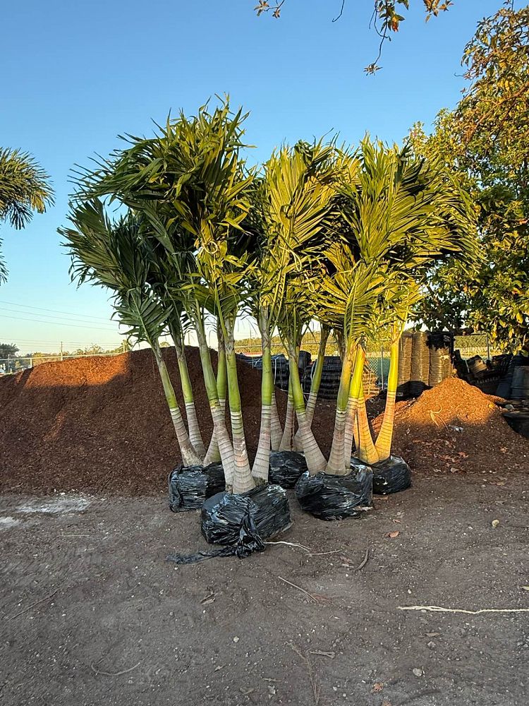 veitchia-merrillii-christmas-palm-adonidia-merrillii