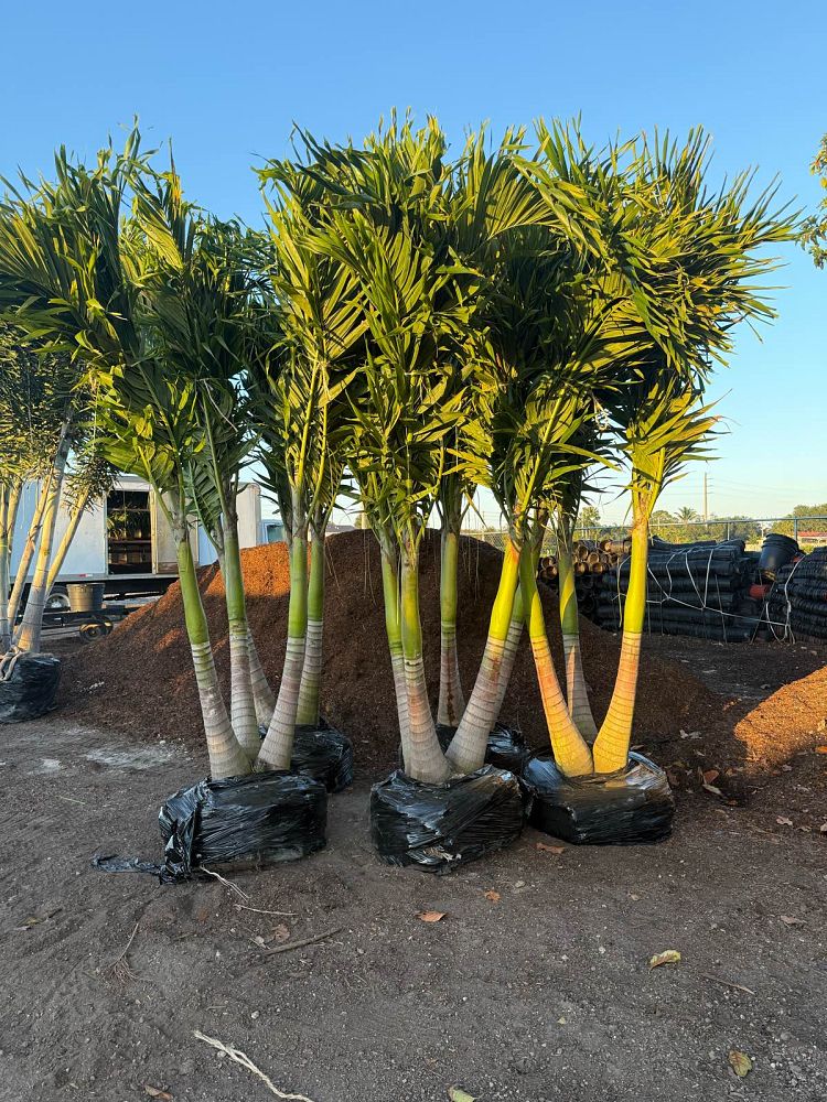 veitchia-merrillii-christmas-palm-adonidia-merrillii