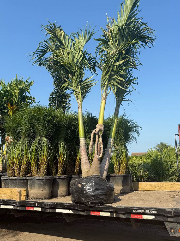 veitchia-merrillii-christmas-palm-adonidia-merrillii