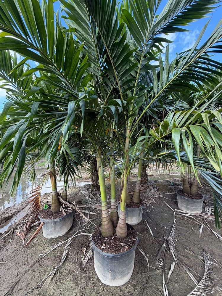 veitchia-merrillii-christmas-palm-adonidia-merrillii