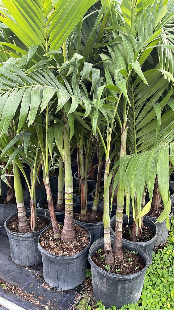 veitchia-merrillii-christmas-palm-adonidia-merrillii
