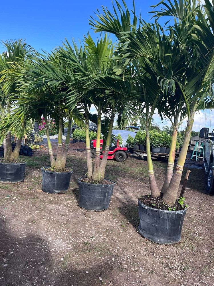 veitchia-merrillii-christmas-palm-adonidia-merrillii