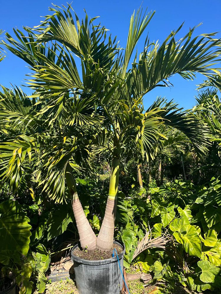 veitchia-merrillii-christmas-palm-adonidia-merrillii