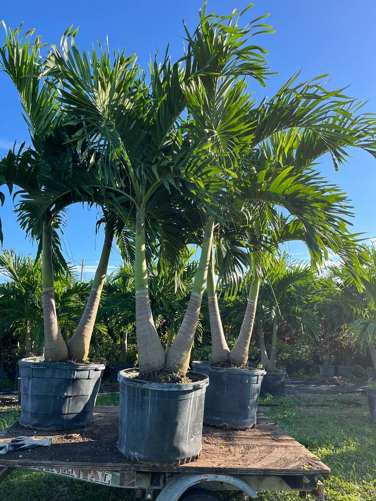 veitchia-merrillii-christmas-palm-adonidia-merrillii