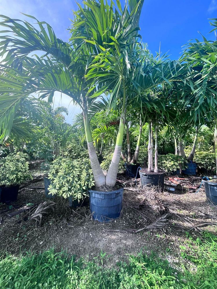 veitchia-merrillii-christmas-palm-adonidia-merrillii