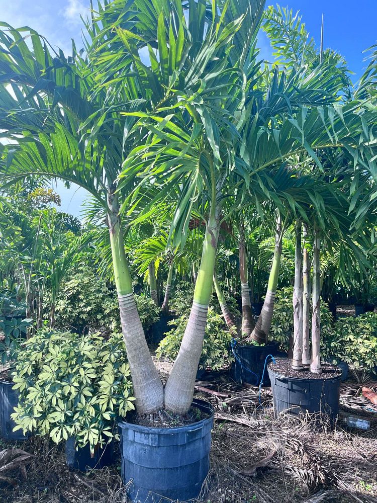 veitchia-merrillii-christmas-palm-adonidia-merrillii