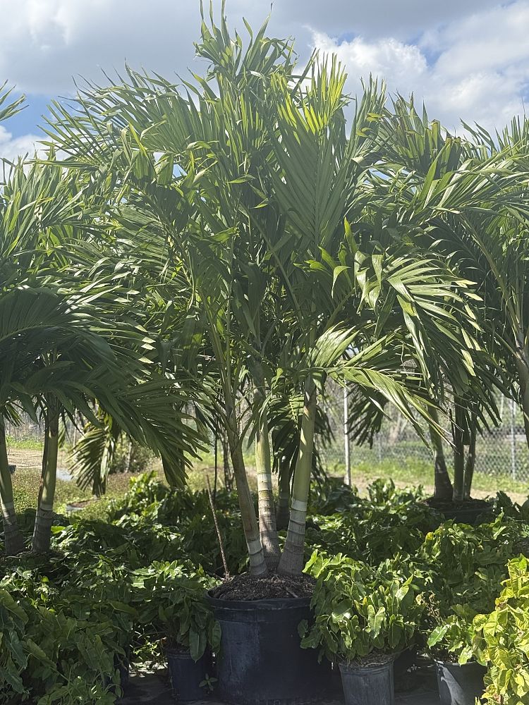 veitchia-merrillii-christmas-palm-adonidia-merrillii
