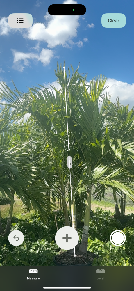 veitchia-merrillii-christmas-palm-adonidia-merrillii