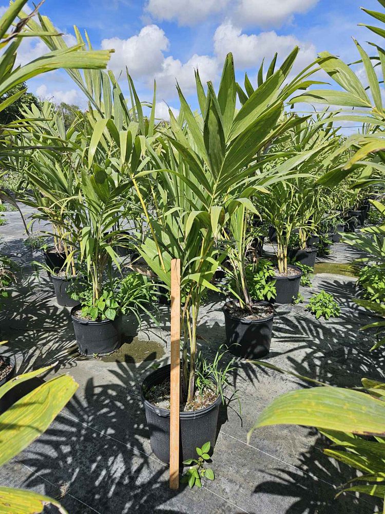 veitchia-merrillii-christmas-palm-adonidia-merrillii