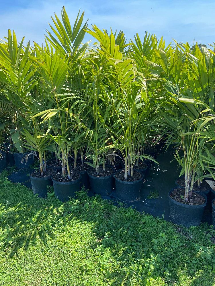 veitchia-merrillii-christmas-palm-adonidia-merrillii