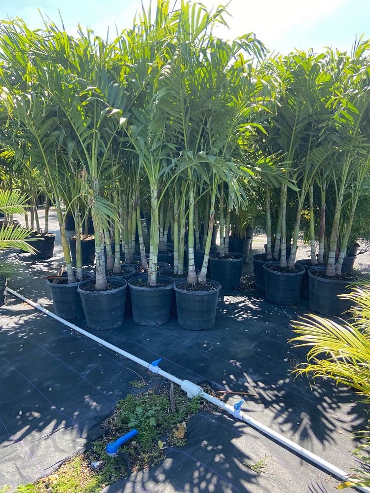 veitchia-merrillii-christmas-palm-adonidia-merrillii