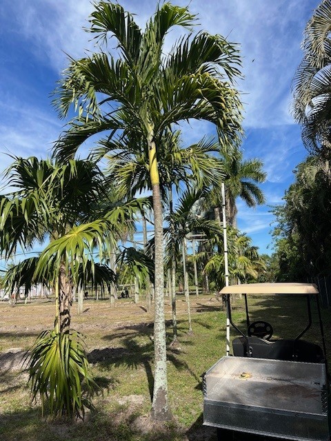 veitchia-merrillii-christmas-palm-adonidia-merrillii