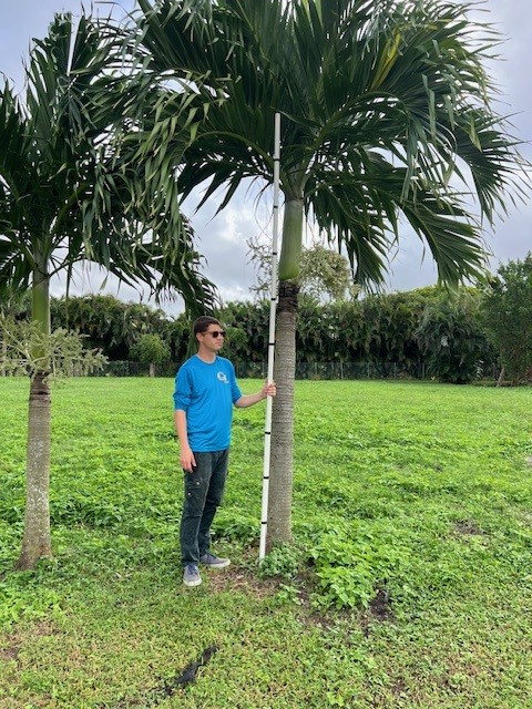 veitchia-merrillii-christmas-palm-adonidia-merrillii