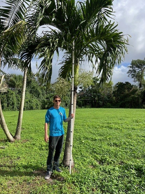 veitchia-merrillii-christmas-palm-adonidia-merrillii