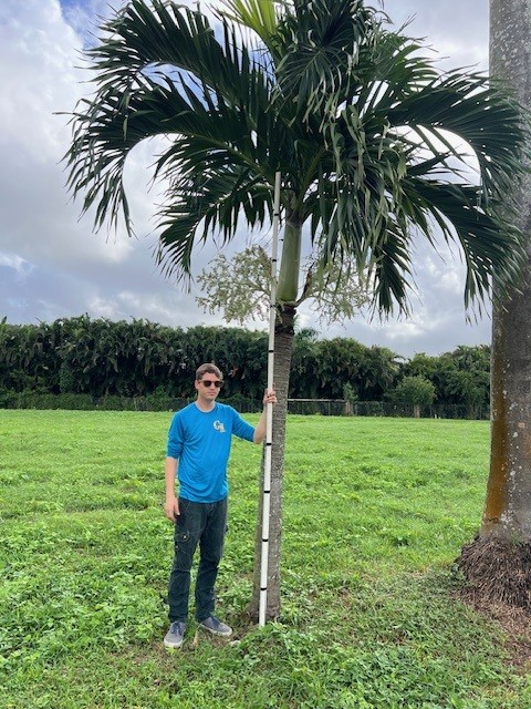 veitchia-merrillii-christmas-palm-adonidia-merrillii
