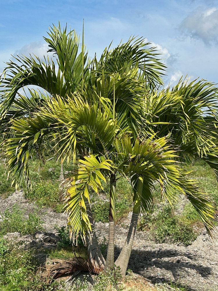 veitchia-merrillii-christmas-palm-adonidia-merrillii