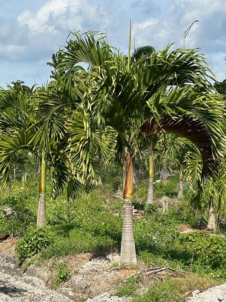 veitchia-merrillii-christmas-palm-adonidia-merrillii