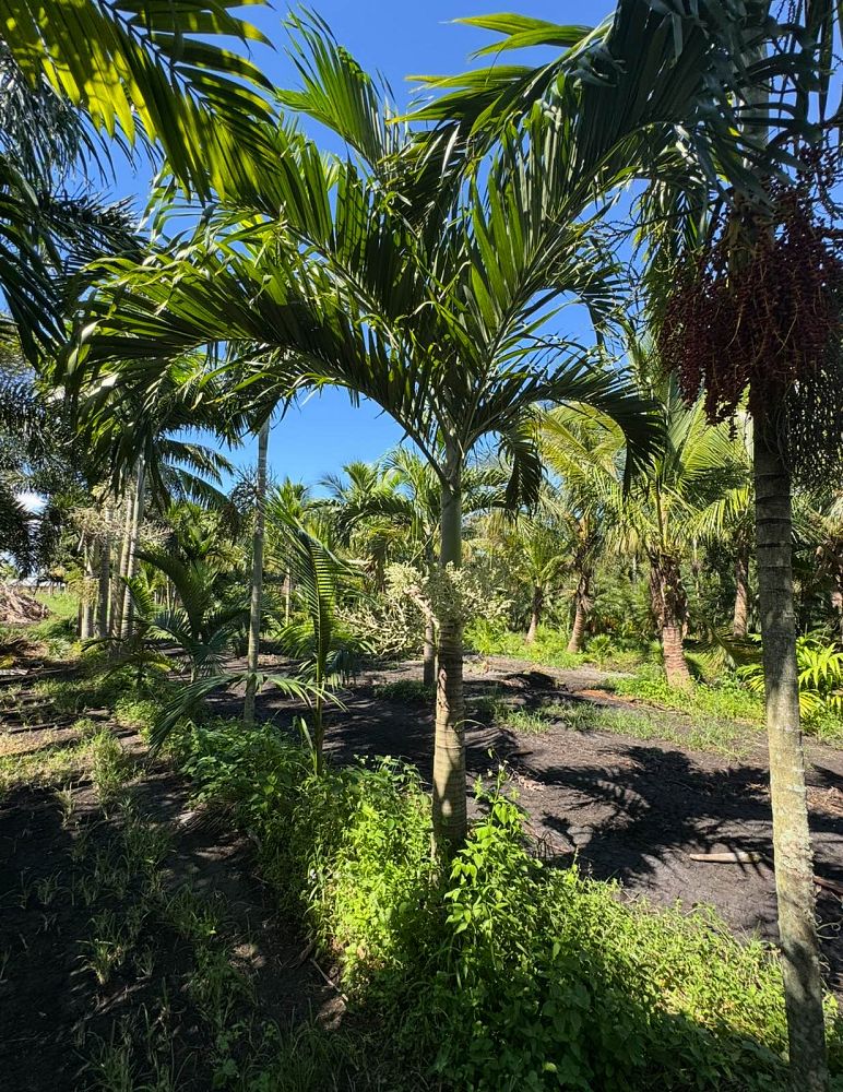 veitchia-merrillii-christmas-palm-adonidia-merrillii