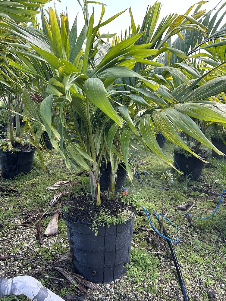 veitchia-merrillii-christmas-palm-adonidia-merrillii
