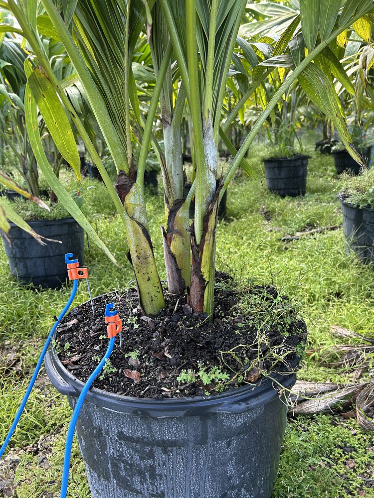 veitchia-merrillii-christmas-palm-adonidia-merrillii
