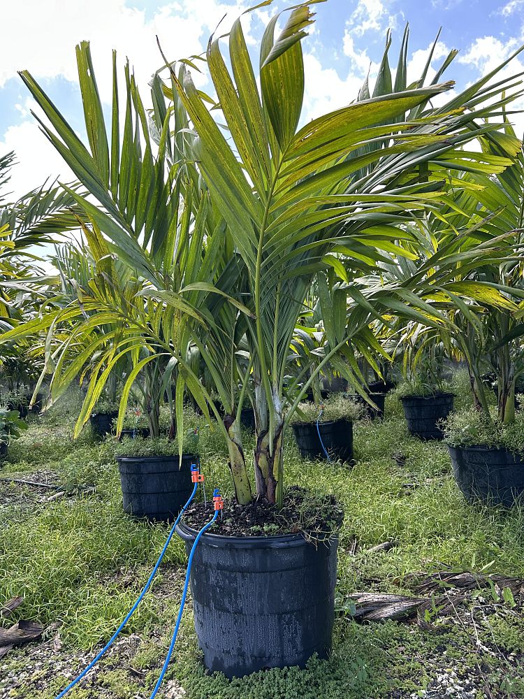 veitchia-merrillii-christmas-palm-adonidia-merrillii